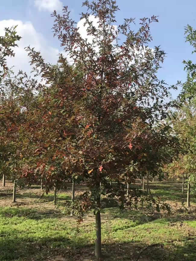 安徽美国红枫行业专家在线为您服务 邳州市文雅银杏苗木种植专业合作社